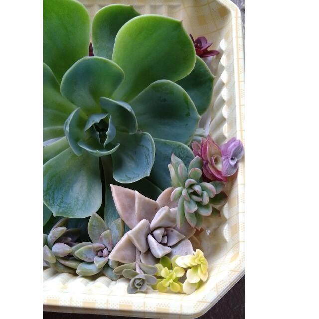 さっちん様専用ページ多肉植物　カット寄植え ハンドメイドのフラワー/ガーデン(その他)の商品写真