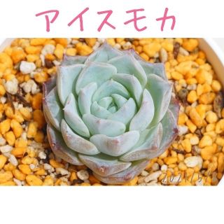 アイスモカ 多肉植物 韓国苗(その他)