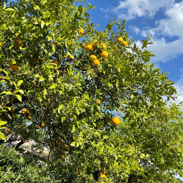 夏みかん🍊【無農薬・取立て新鮮✨】 食品/飲料/酒の食品(フルーツ)の商品写真