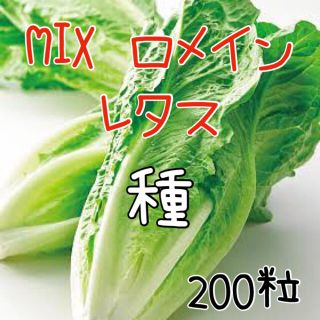 200粒 MIXロメインレタス♡ 2色家庭菜園 水耕栽培 コスレタス 野菜 種 (野菜)