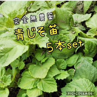 青じその苗   ５本完全無農薬(その他)