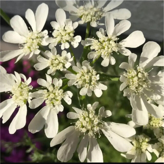 レースフラワーオルレアの種　花の種 ハンドメイドのフラワー/ガーデン(プランター)の商品写真