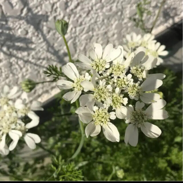 レースフラワーオルレアの種　花の種 ハンドメイドのフラワー/ガーデン(プランター)の商品写真