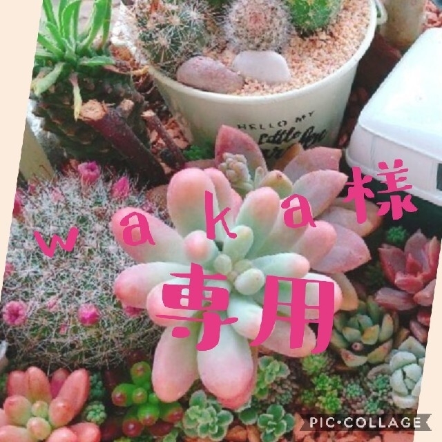 waka様 専用 多肉植物 寄せ植え ハンドメイドのフラワー/ガーデン(その他)の商品写真