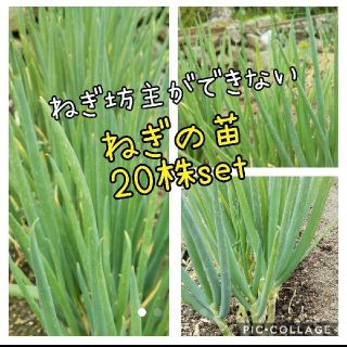 ねぎ坊主の出来ないねぎ苗(野菜)