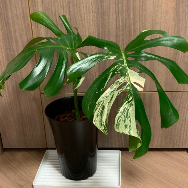 斑入りモンステラ ホワイトモンステラ 鉢ごと-