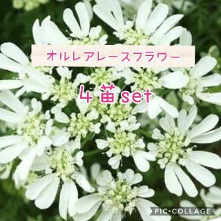 オルレアレースフラワー 花苗 ４株set(その他)