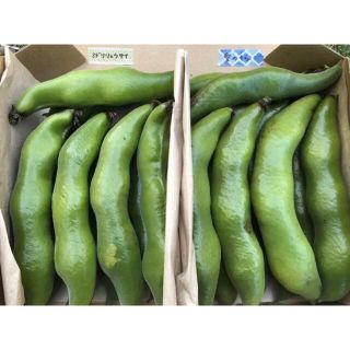 そら豆2種食べ比べ 無農薬 愛媛県産 コンパクトボックス(野菜)