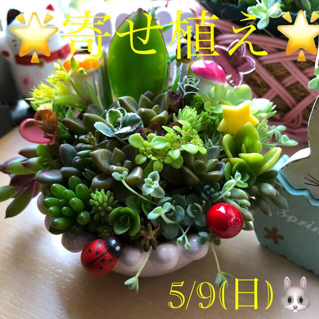 多肉植物❤︎寄せ植え❤︎ピンク鉢❤︎🪴🪴 ハンドメイドのフラワー/ガーデン(その他)の商品写真