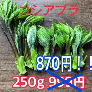 信州産コシアブラ(野菜)