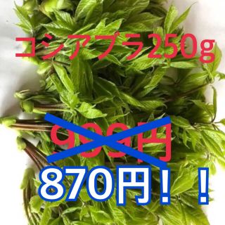 信州産コシアブラ(野菜)