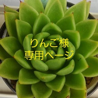 りんご様専用ページ　多肉植物カット苗セット(その他)