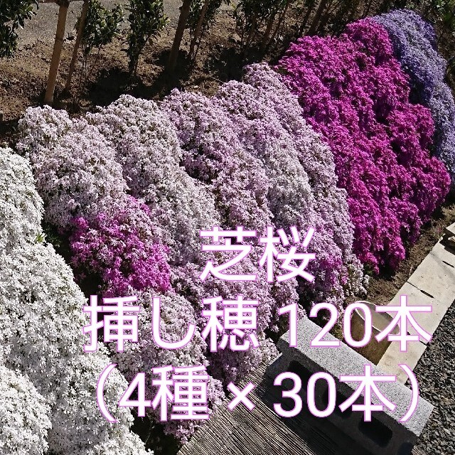 芝桜 挿し穂 120本（4種×30本） ハンドメイドのフラワー/ガーデン(その他)の商品写真