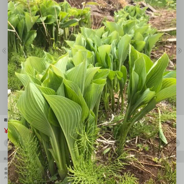 岩手県産 ウルイ400g 食品/飲料/酒の食品(野菜)の商品写真