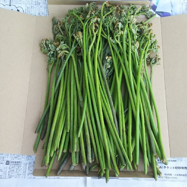 天然生わらび600g岩手県産の通販 by ラッコラ's shop|ラクマ