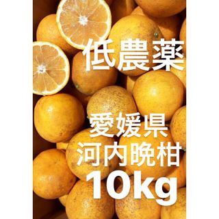 愛媛県　低農薬　宇和ゴールド　河内晩柑　10kg(フルーツ)