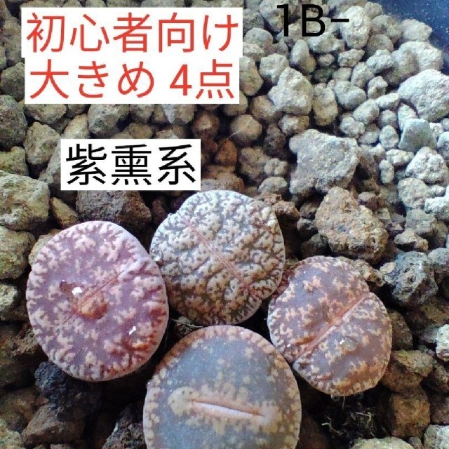 1Bセット　紫勲系　4点　多肉植物リトープス ハンドメイドのフラワー/ガーデン(その他)の商品写真