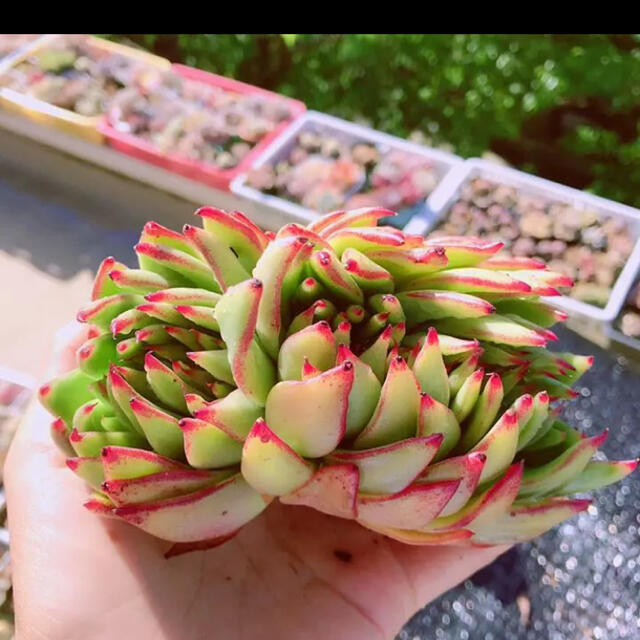 多肉植物 ハンドメイドのフラワー/ガーデン(その他)の商品写真