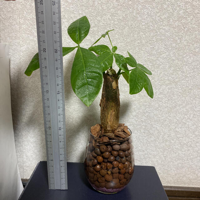 パキラ　観葉植物　ハイドロカルチャー ハンドメイドのフラワー/ガーデン(ドライフラワー)の商品写真