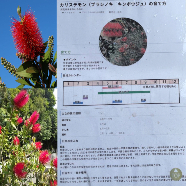 売り切れ！金宝樹 カリステモン ブラシの木★苗 植物 観葉植物 5