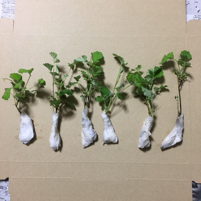 木苺苗2株セット ルビー赤実の木いちご ワイルドベリー ラズベリー の通販 By 木苺苗など販売中 ラクマ 木苺苗2株セット ルビー赤実の木いちご ワイルドベリー ラズベリー の通販 By 木苺苗など販売中 ラクマ