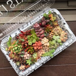 多肉植物カット苗セット2(その他)