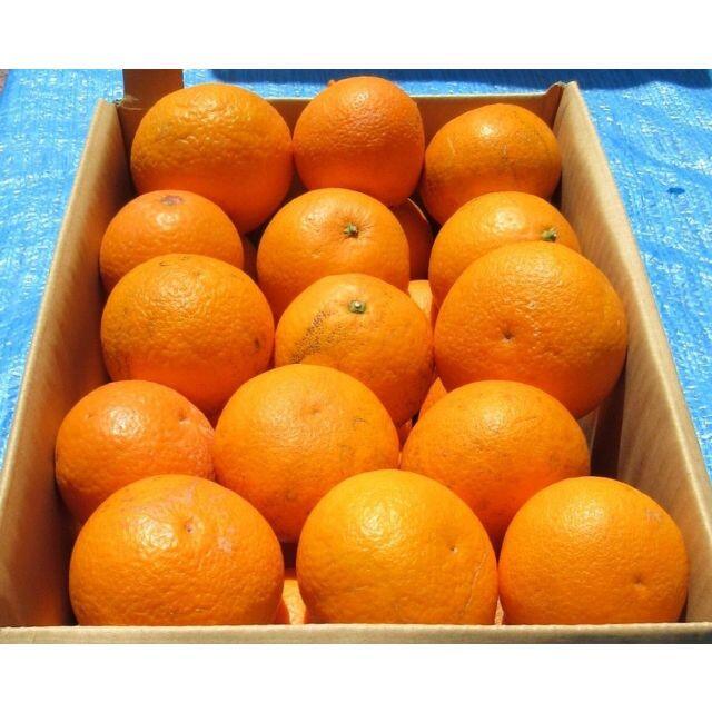 ご家庭用 清美タンゴールオレンジ🍊約4.5kg 訳あり不選別 防腐剤無し🉐 食品/飲料/酒の食品(フルーツ)の商品写真