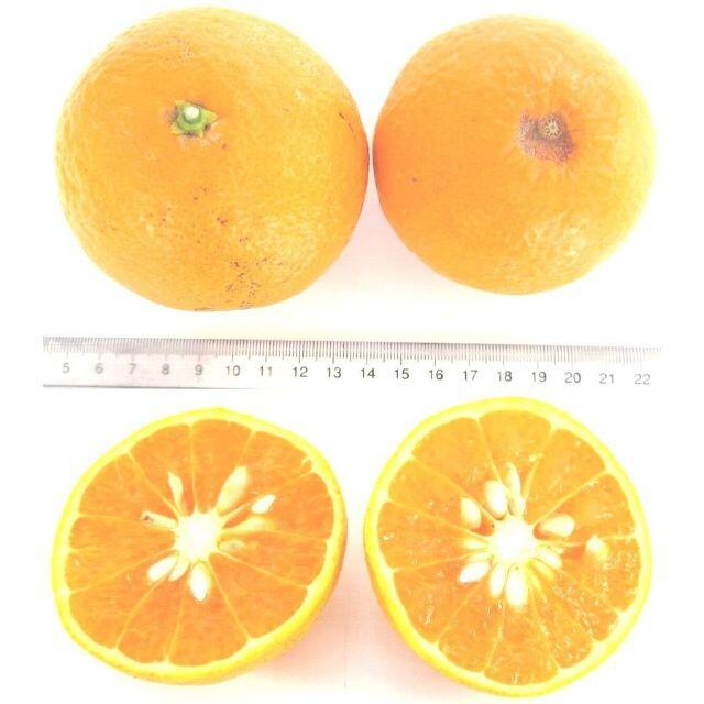 ご家庭用 清美タンゴールオレンジ🍊約4.5kg 訳あり不選別 防腐剤無し🉐 食品/飲料/酒の食品(フルーツ)の商品写真