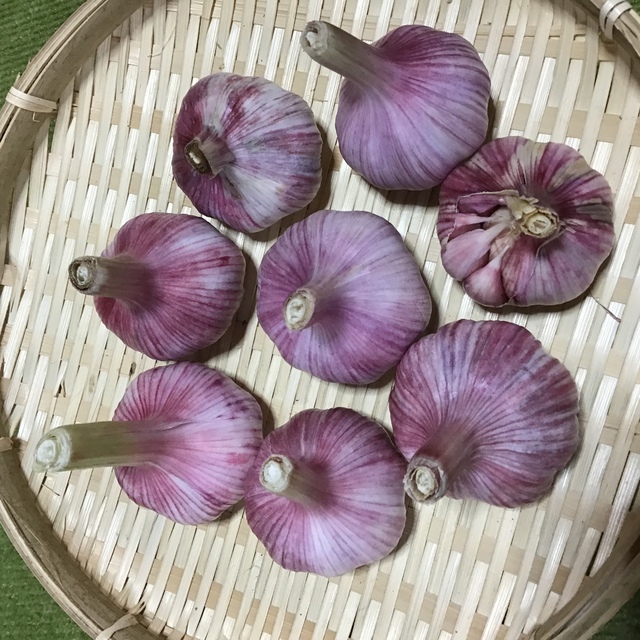 赤ニンニク 食品/飲料/酒の食品(野菜)の商品写真