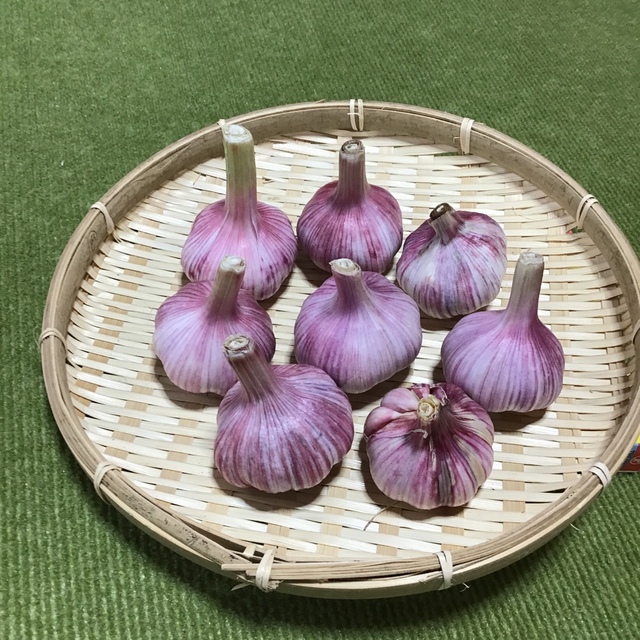 赤ニンニク 食品/飲料/酒の食品(野菜)の商品写真