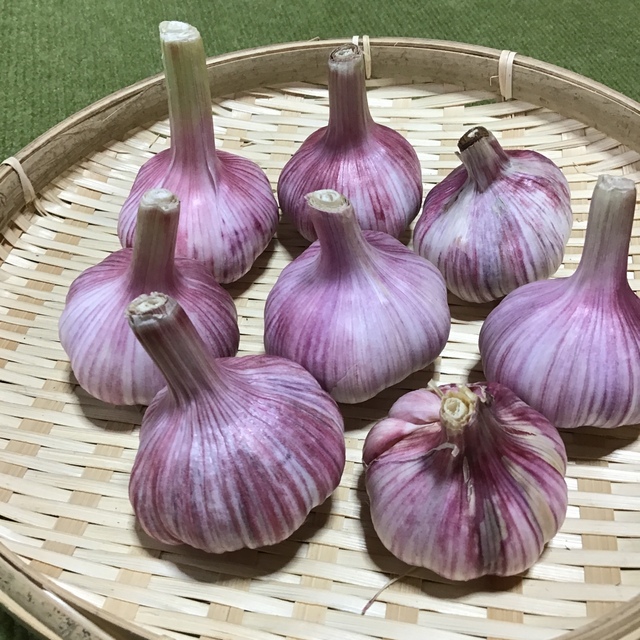 赤ニンニク 食品/飲料/酒の食品(野菜)の商品写真