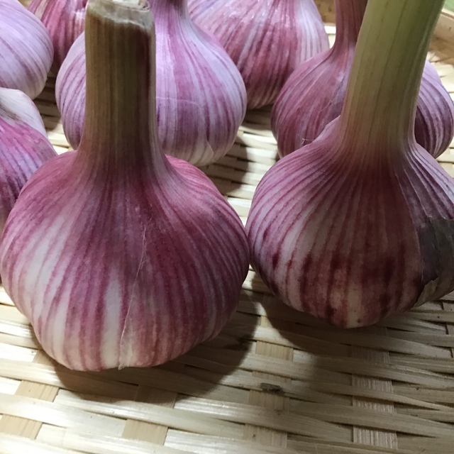 赤ニンニク 食品/飲料/酒の食品(野菜)の商品写真