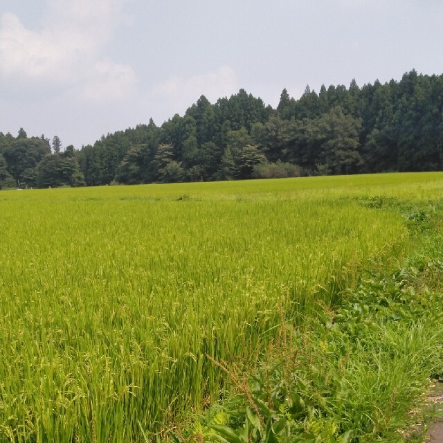 令和2年産栃木県特一等米玄米30キコシヒカリ無農薬