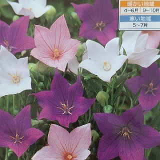 花の種      桔梗ミックス＋桔梗ピンク＋おまけ(その他)