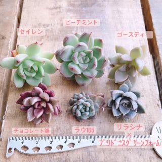 多肉植物♡カット6姉妹♡錦入り(その他)