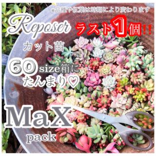 ルポゼ　多肉植物　春のおまかせMAXパック(その他)