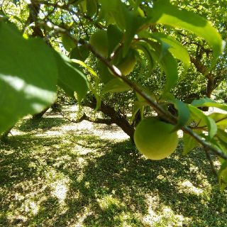 自然栽培 南高青梅 Mサイズ 3kg 無肥料 無農薬 鹿児島県産(フルーツ)