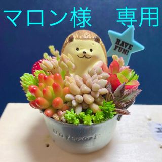 マロン様　専用★オーダー★ミニ★寄せ植え★ハリネズミ★多肉植物(その他)