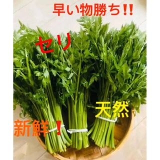 清流 天然セリ　山菜 無農薬　新鲜！300g #7