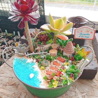 えな様 専用 多肉植物寄せ植えの通販 by aju's shop|ラクマ