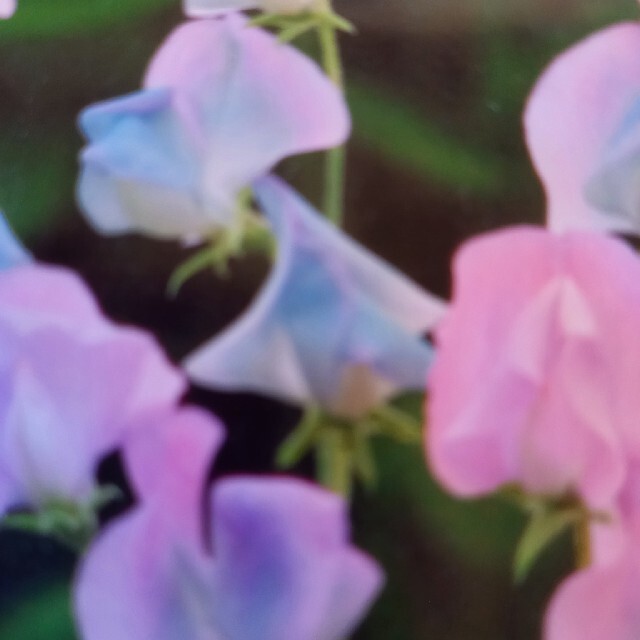 スイートピー種　５粒 ハンドメイドのフラワー/ガーデン(その他)の商品写真