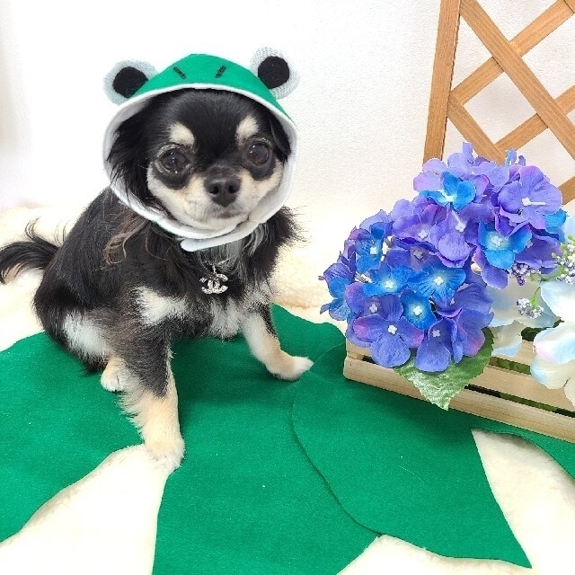 今月限定 専用 犬用 被り物カエル No28の通販 By Little Gallery ラクマ Ssize コスプレ 定番最新作 Www Stayinfront Com