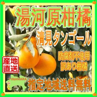 ご家庭用 清美タンゴールオレンジ🍊約4.5kg 訳あり不選別 防腐剤無し🉐(フルーツ)