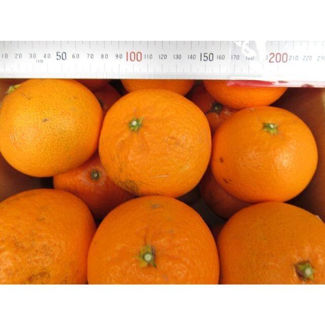 ご家庭用 清美タンゴールオレンジ🍊約4.5kg 訳あり不選別 防腐剤無し🉐 食品/飲料/酒の食品(フルーツ)の商品写真