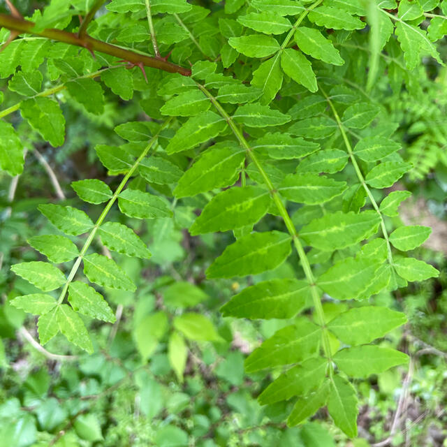 山椒の葉(木の芽)約1200枚40g(無農薬) 山形県産 【土日のみ発送】 食品/飲料/酒の食品(野菜)の商品写真