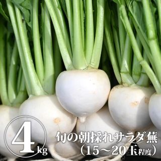 カブ4kg【江戸時代から続く伝統農業】松本農園から直送☆ サラダ蕪 かぶ 白(野菜)