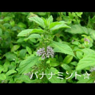 バナナミント☆抜き苗(プランター)