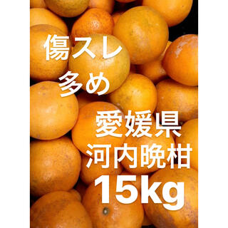 愛媛県　宇和ゴールド　河内晩柑　傷スレ多め　ジュース用　15kg(フルーツ)