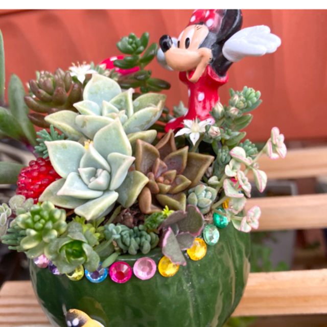 多肉植物 寄せ植え そのまま飾れる の通販 by (=^x^=)p's shop|ラクマ 多肉植物 寄せ植え そのまま飾れる の通販 by (=^x^=)p's shop|ラクマ