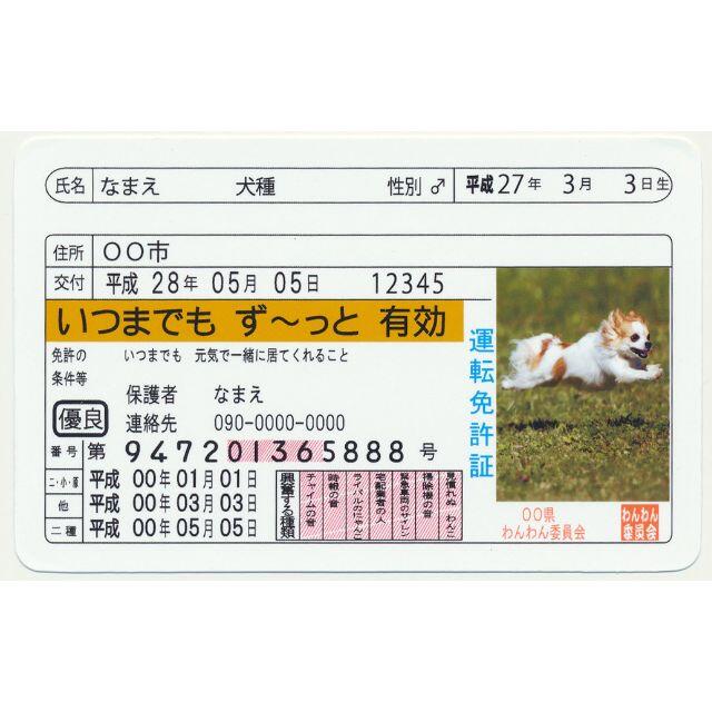 ペット免許証　記念カード その他のペット用品(その他)の商品写真